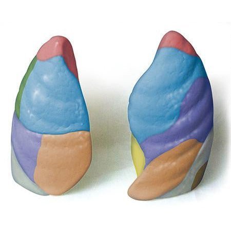 DENOYER-GEPPERT Anatomical Model, Human lungs-Color-Coded 0194-00